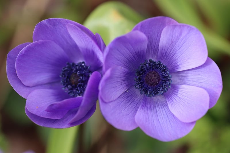 Botanical Crown