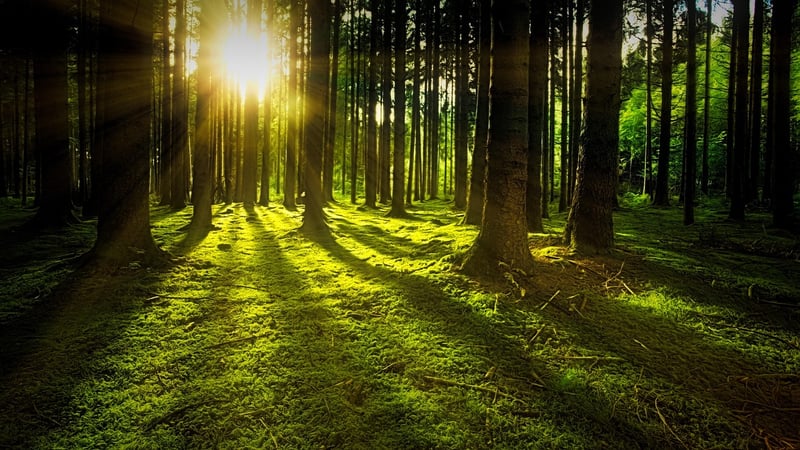 Magical Glades